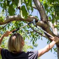 Dārza šķēres FISKARS PowerGear X (M) LX94, M izmērs 1020187